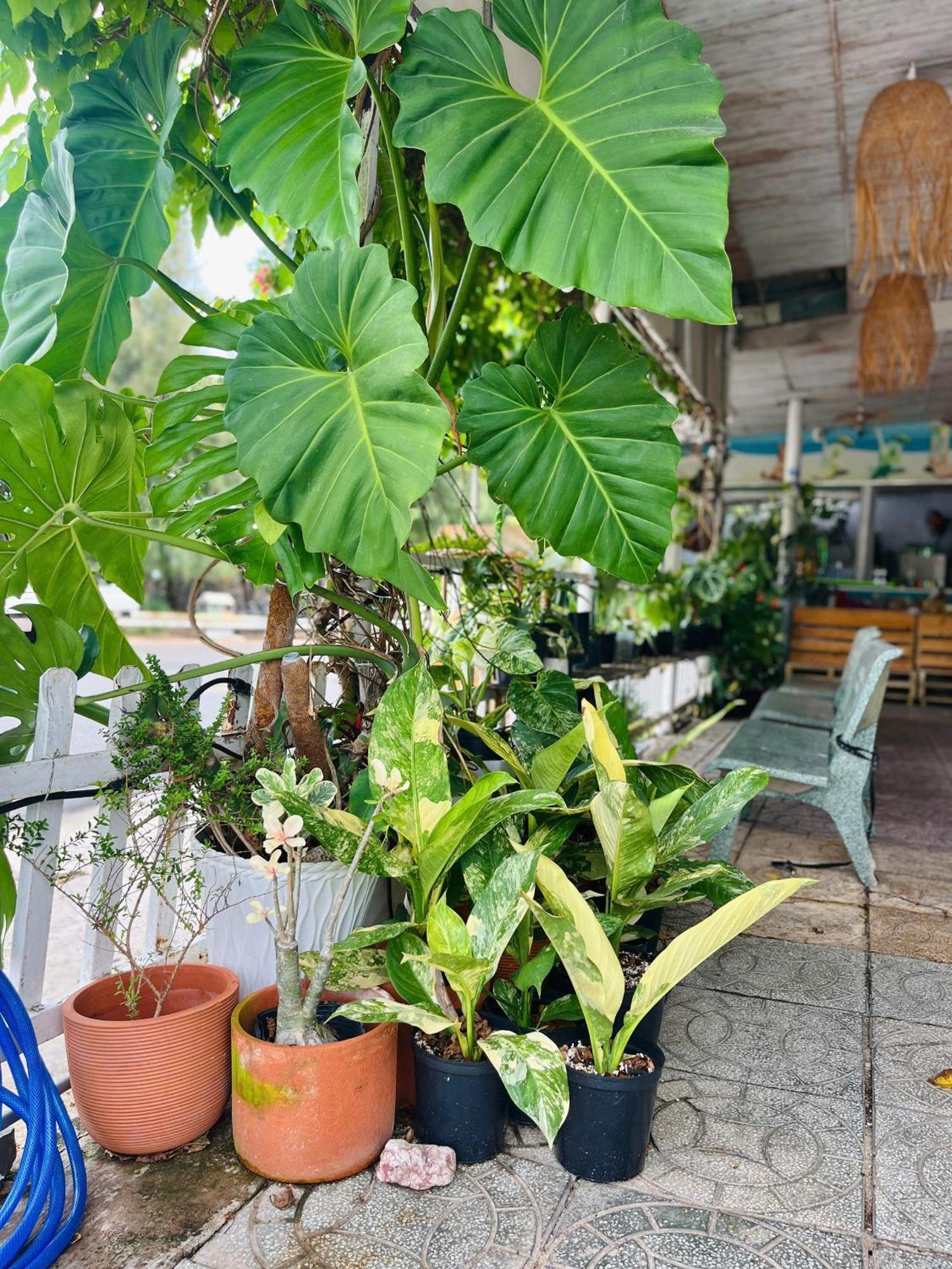 N'T Homestay Mui Ne Dış mekan fotoğraf